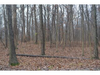 Property photo 16 - FARM AUCTION - 60.5+/- ACRES IN 5 TRACTS IN ALLEN COUNTY, INDIANA